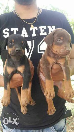 Two Black And Brown Short Coat Puppies