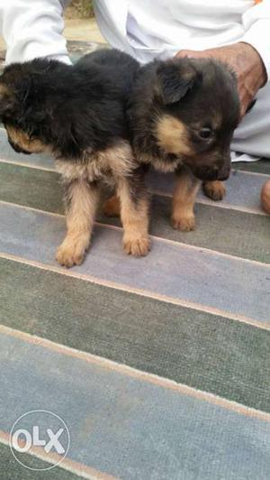 Two Black And Tan Mid Coated Puppies