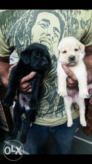 Two Black And White Labrador Retriever Puppies