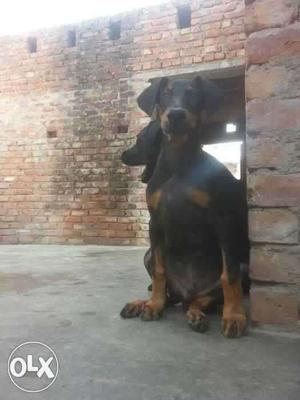 Two Tan And Black Doberman Pinschers