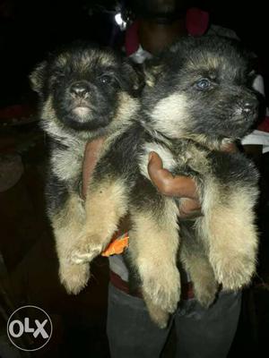 Two Tan-and-black Short Coat Puppies