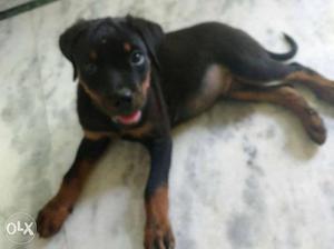 Two months old rottweiler named Leo is up for sale