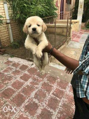 Very cute golden retriever male puppy is