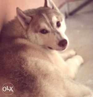 Very good quality Siberian husky. 3 month old.