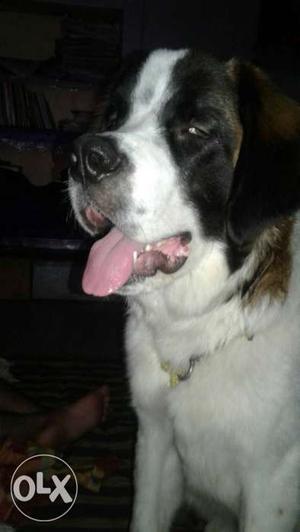 White And Black St Bernard