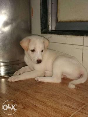 White Short Coat Puppy