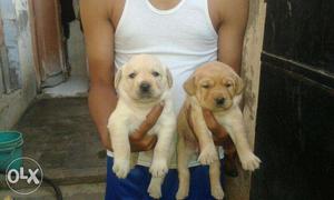 White color Labrador male puppies with paper 