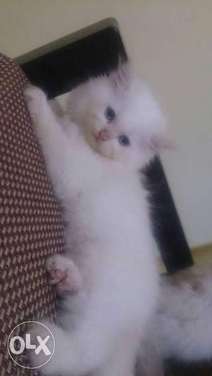 White persian kitten, 2months old, very active,