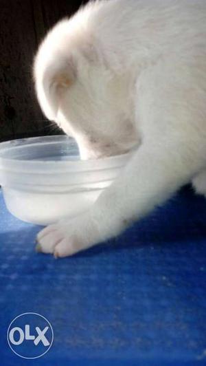 White pet dog female for sale which is in more