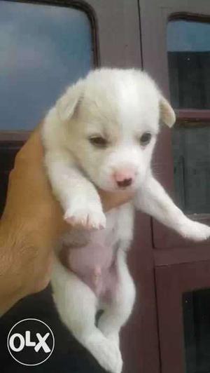 White pomerion Male dog 1 month da