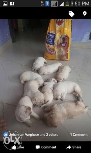 Yellow Labrador Retriever Puppy Litter Screenshot