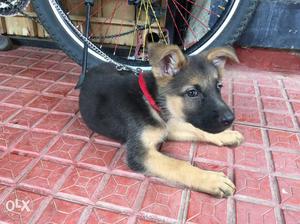 2 month old male short coat GSD pup. Vaccinations. Message