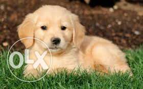 39 Days Old Family Dog (Golden Retriever) For Sell In Rahul