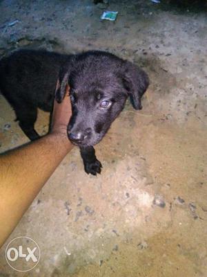 40 days old german shepherd+lab mix female pup!