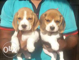 45 days old beagle pups female () & male