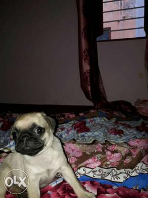 45 days old male pug..for sale very active nd