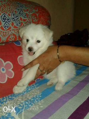 50 day's old spitz..