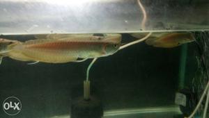 6" avob fish all over india available