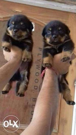 7 German Shephard Puppies for Sale