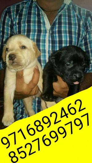 All types dogs puppies sell::labra/german