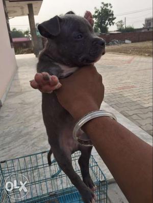 Am bully male pup for sale age 50days