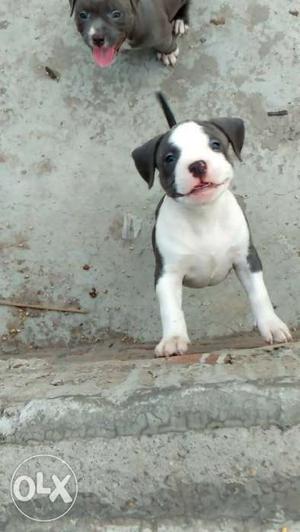 American bully blue colour,sirus blood line,female