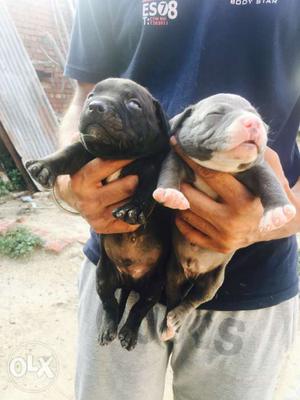 American bully father import 100% pure pup blue