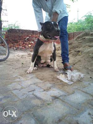 American bully female sale and exc