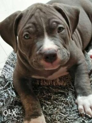 American bully. good quality and pure puup,'s