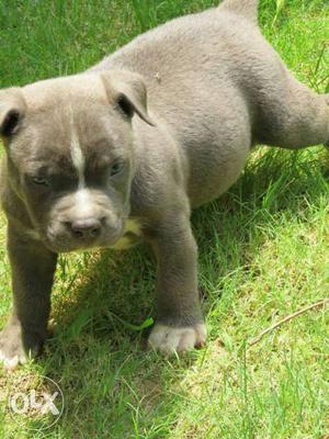 American bully pups for sale.. Totally imported