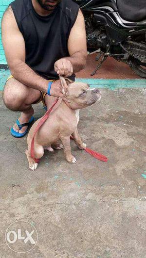 American pit bull terrier puppy available in balod