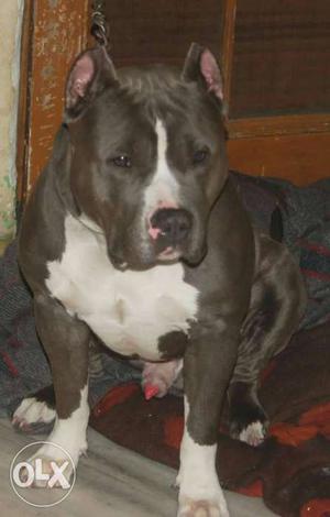 American pitbll and American Bully puppies available call me