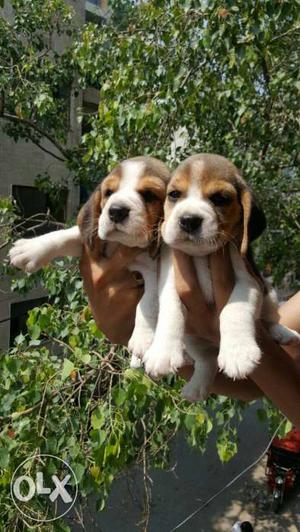 Awesome se bhi upar & & Beagle puppies // sant