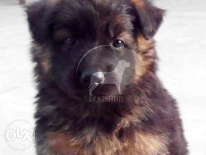Baroda Chowk Normal Quality German puppies only  male B