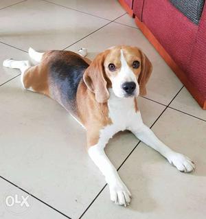 Beagle for mating. not for sale
