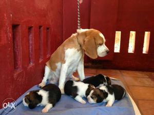 Beagle puppies for sale 1 male 1 female 15k and
