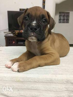 Beautiful boxer puppies available and many more