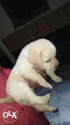 Best havy breed only Labrador sale with all