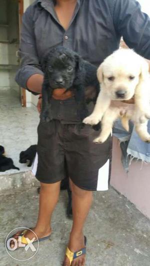 Black And Cream Labrador Retriever Puppies