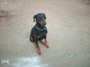 Black And Tan Doberman Pinscher female