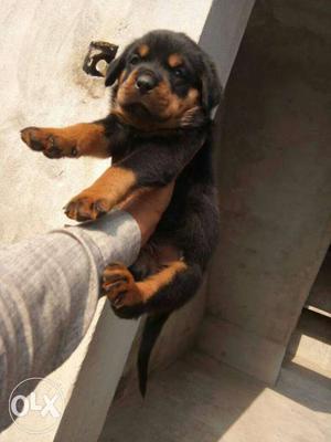 Black And Tan Rottweiler Puppy available.8