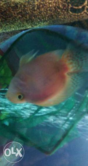 Blood Pink Cichlid Fish