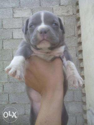 Blue colour american bully hot blood line puppy