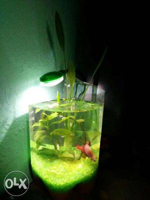 Bottle planted aqureum