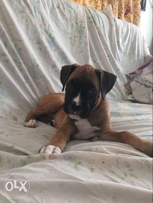 Boxer puppies available for Sale