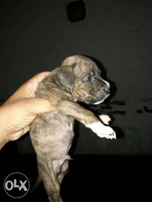 Brindle Tan And White Boxer Puppy