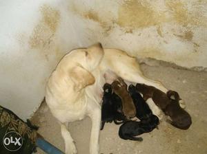 Brown And Black + female doggi mummy labrodor dogs pure