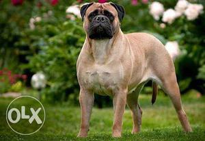 Bullmastiff pups male from champs-Faith kennel