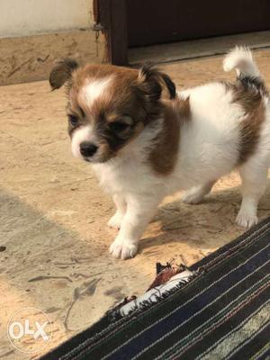 Chihuahua Puppy For Sale