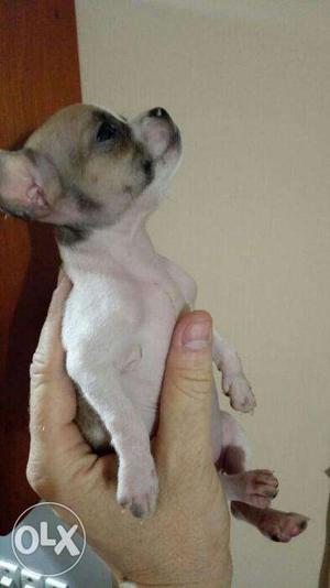 Chihuahua pups for sell in gurgaon male female